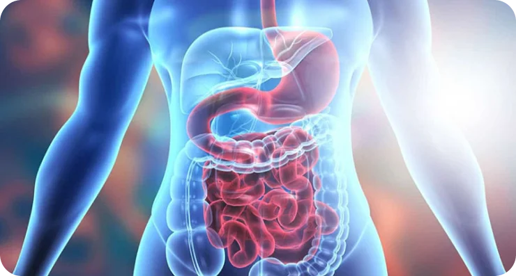 an image of digestive system of human body